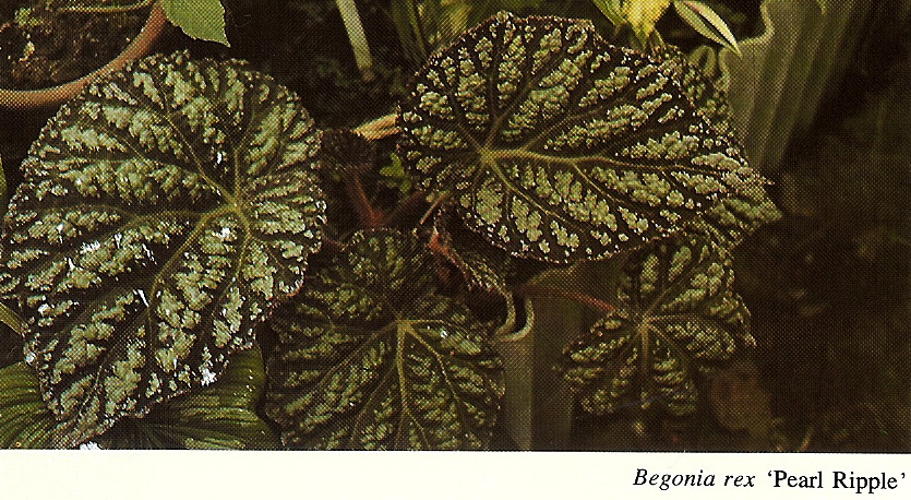 B. ‘Pearl Ripple’